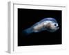 Deep Sea Anglerfish Male-David Shale-Framed Photographic Print