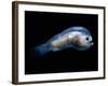 Deep Sea Anglerfish Male-David Shale-Framed Photographic Print