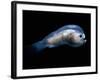 Deep Sea Anglerfish Male-David Shale-Framed Photographic Print