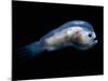 Deep Sea Anglerfish Male-David Shale-Mounted Photographic Print
