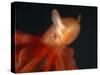 Deep Sea Cirrate Octopod, from 800M Depth, Atlantic-David Shale-Stretched Canvas