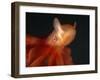 Deep Sea Cirrate Octopod, from 800M Depth, Atlantic-David Shale-Framed Photographic Print