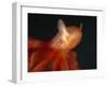 Deep Sea Cirrate Octopod, from 800M Depth, Atlantic-David Shale-Framed Photographic Print