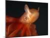 Deep Sea Cirrate Octopod, from 800M Depth, Atlantic-David Shale-Mounted Photographic Print