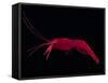 Deep Sea Decapod, Atlantic Ocean Photographed at Surface-David Shale-Framed Stretched Canvas