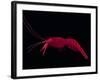 Deep Sea Decapod, Atlantic Ocean Photographed at Surface-David Shale-Framed Photographic Print