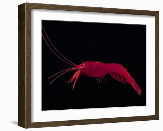 Deep Sea Decapod, Atlantic Ocean Photographed at Surface-David Shale-Framed Photographic Print