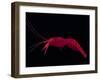 Deep Sea Decapod, Atlantic Ocean Photographed at Surface-David Shale-Framed Photographic Print