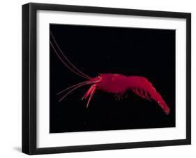 Deep Sea Decapod, Atlantic Ocean Photographed at Surface-David Shale-Framed Photographic Print