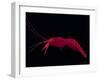 Deep Sea Decapod, Atlantic Ocean Photographed at Surface-David Shale-Framed Photographic Print