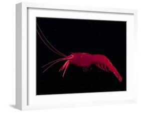 Deep Sea Decapod, Atlantic Ocean Photographed at Surface-David Shale-Framed Photographic Print