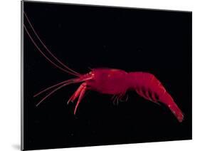 Deep Sea Decapod, Atlantic Ocean Photographed at Surface-David Shale-Mounted Photographic Print