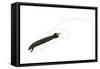 Deep Sea Dragonfish (Grammatostomias Flagellibarba), Fishes-Encyclopaedia Britannica-Framed Stretched Canvas