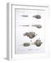 Deep Sea Fishes-Science Source-Framed Giclee Print