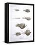 Deep Sea Fishes-Science Source-Framed Stretched Canvas