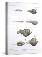 Deep Sea Fishes-Science Source-Stretched Canvas