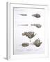 Deep Sea Fishes-Science Source-Framed Giclee Print