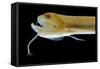 Deep Sea Gulper Eel, Gunther's Boafish-null-Framed Stretched Canvas