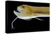 Deep Sea Gulper Eel, Gunther's Boafish-null-Stretched Canvas