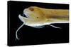 Deep Sea Gulper Eel, Gunther's Boafish-null-Stretched Canvas