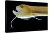 Deep Sea Gulper Eel, Gunther's Boafish-null-Stretched Canvas