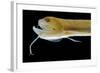 Deep Sea Gulper Eel, Gunther's Boafish-null-Framed Photographic Print