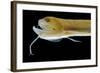 Deep Sea Gulper Eel, Gunther's Boafish-null-Framed Photographic Print