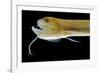 Deep Sea Gulper Eel, Gunther's Boafish-null-Framed Photographic Print