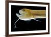 Deep Sea Gulper Eel, Gunther's Boafish-null-Framed Photographic Print