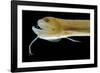 Deep Sea Gulper Eel, Gunther's Boafish-null-Framed Photographic Print