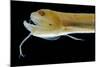 Deep Sea Gulper Eel, Gunther's Boafish-null-Mounted Photographic Print