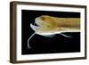 Deep Sea Gulper Eel, Gunther's Boafish-null-Framed Photographic Print