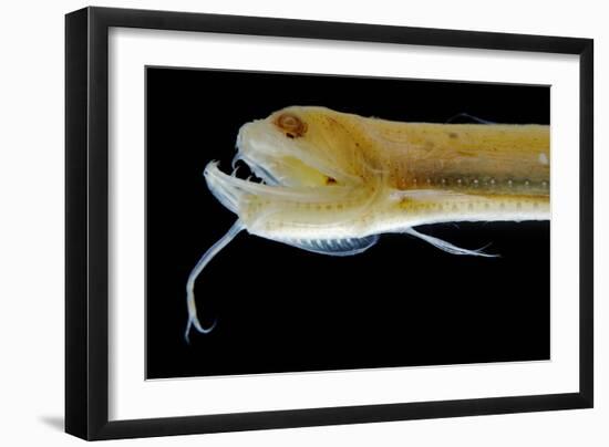 Deep Sea Gulper Eel, Gunther's Boafish-null-Framed Photographic Print