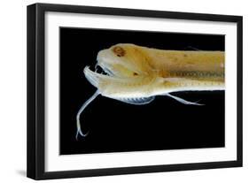 Deep Sea Gulper Eel, Gunther's Boafish-null-Framed Photographic Print