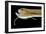 Deep Sea Gulper Eel, Gunther's Boafish-null-Framed Photographic Print