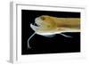 Deep Sea Gulper Eel, Gunther's Boafish-null-Framed Photographic Print