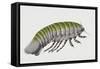 Deep Sea Isopod or Giant Isopod (Bathynomus Giganteus), Cirolanidae, Artwork by Brigette James-null-Framed Stretched Canvas