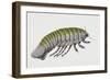 Deep Sea Isopod or Giant Isopod (Bathynomus Giganteus), Cirolanidae, Artwork by Brigette James-null-Framed Giclee Print