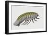 Deep Sea Isopod or Giant Isopod (Bathynomus Giganteus), Cirolanidae, Artwork by Brigette James-null-Framed Giclee Print