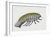 Deep Sea Isopod or Giant Isopod (Bathynomus Giganteus), Cirolanidae, Artwork by Brigette James-null-Framed Giclee Print