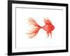 Deep Sea Red Fish-Sara Berrenson-Framed Art Print
