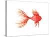 Deep Sea Red Fish-Sara Berrenson-Stretched Canvas