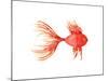 Deep Sea Red Fish-Sara Berrenson-Mounted Art Print