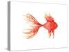 Deep Sea Red Fish-Sara Berrenson-Stretched Canvas