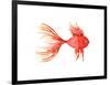 Deep Sea Red Fish-Sara Berrenson-Framed Art Print