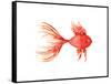 Deep Sea Red Fish-Sara Berrenson-Framed Stretched Canvas