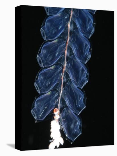Deep Sea Siphonophore, Hydrozoan Cnidarian, 2503 Ft, Gulf of Maine-David Shale-Stretched Canvas