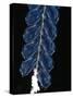 Deep Sea Siphonophore, Hydrozoan Cnidarian, 2503 Ft, Gulf of Maine-David Shale-Stretched Canvas