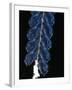 Deep Sea Siphonophore, Hydrozoan Cnidarian, 2503 Ft, Gulf of Maine-David Shale-Framed Photographic Print