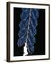 Deep Sea Siphonophore, Hydrozoan Cnidarian, 2503 Ft, Gulf of Maine-David Shale-Framed Photographic Print